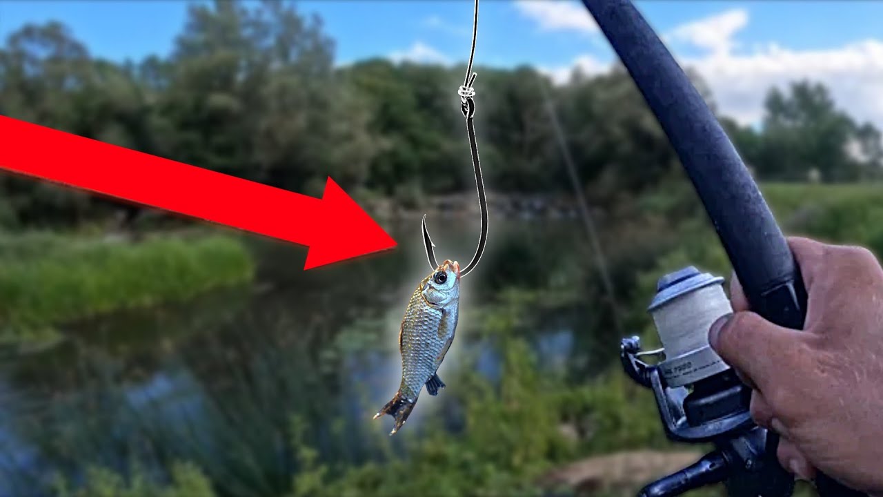 YouTube thumbnail for FlashFish A101 creator video